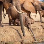 Captage et séquestration du carbone : les éléphants le font, pourquoi pas nous ?